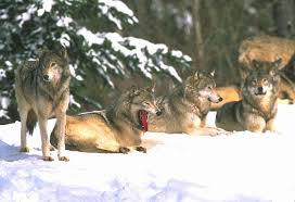 Attēlu rezultāti vaicājumam “Canis lupus”