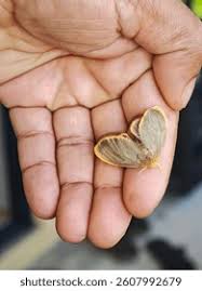 Attēlu rezultāti vaicājumam “Euproctis similis imago”