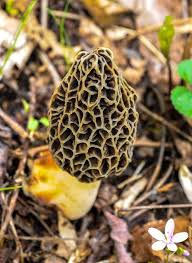 Attēlu rezultāti vaicājumam “Morchella esculenta”