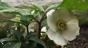 Attēlu rezultāti vaicājumam “Helleborus niger flower”