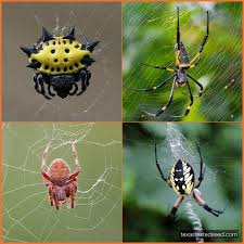 Attēlu rezultāti vaicājumam “Araneidae”