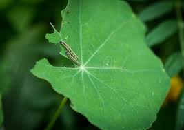 Attēlu rezultāti vaicājumam “Pieris brassicae larva”