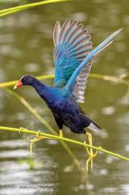 Attēlu rezultāti vaicājumam “Gruiformes”