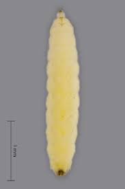 Attēlu rezultāti vaicājumam “Contarinia petioli”