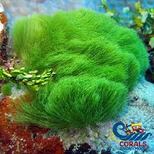 Attēlu rezultāti vaicājumam “Comatricha meandrispora macro”