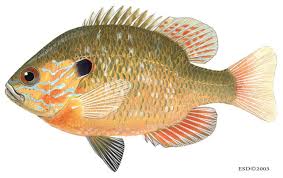 Image result for Lepomis cyanellus