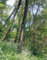 Attēlu rezultāti vaicājumam “Robinia”