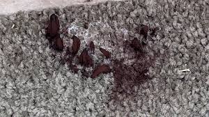 Attēlu rezultāti vaicājumam “Stemonitopsis amoena stalked”