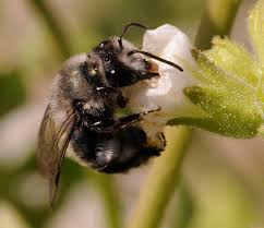 Attēlu rezultāti vaicājumam “Andrena”