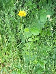 Attēlu rezultāti vaicājumam “Tragopogon pratensis subsp. pratensis leaf”
