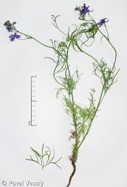 Image result for Consolida ajacis oder Consolida regalis