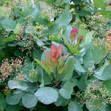 Attēlu rezultāti vaicājumam “Cotinus coggygria flower”
