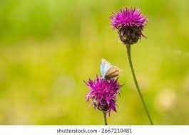 Attēlu rezultāti vaicājumam “Maculinea teleius underside”