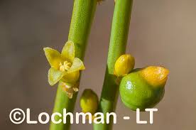 Attēlu rezultāti vaicājumam “Santalaceae”