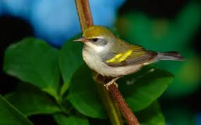 Image result for Vermivora chrysoptera