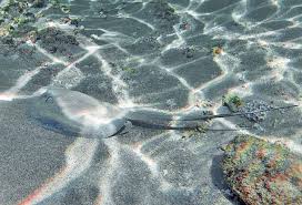 Image result for Styracura pacifica