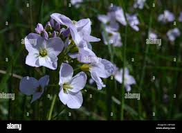 Attēlu rezultāti vaicājumam “Cardamine pratensis flower”