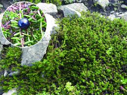 Attēlu rezultāti vaicājumam “Empetrum nigrum”