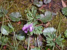Attēlu rezultāti vaicājumam “Corydalis intermedia flower”