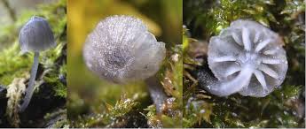 Attēlu rezultāti vaicājumam “Mycena pseudocorticola”