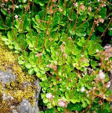 Image result for Steinbrech