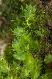 Attēlu rezultāti vaicājumam “Schistostega pennata”