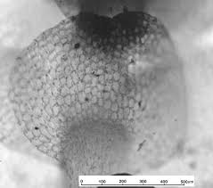 Attēlu rezultāti vaicājumam “Calypogeia muelleriana”