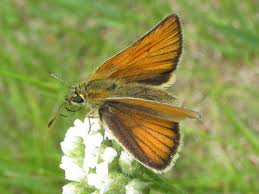 Attēlu rezultāti vaicājumam “Thymelicus lineola underside”