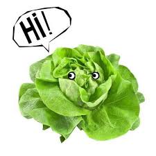 Image result for Kopfsalat