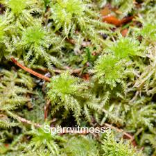 Attēlu rezultāti vaicājumam “Lejeunea cavifolia”