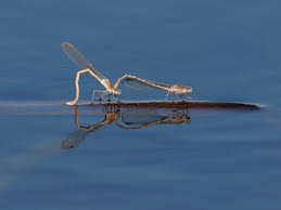 Attēlu rezultāti vaicājumam “Sympecma paedisca”