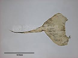 Attēlu rezultāti vaicājumam “Campylium chrysophyllum”