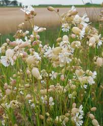 Attēlu rezultāti vaicājumam “Silene vulgaris flower”