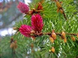 Attēlu rezultāti vaicājumam “Pseudotsuga menziesii flower”