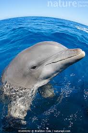 Image result for Tursiops truncatus