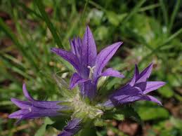 Image result for Campanula lingulata