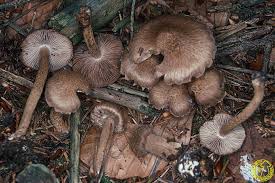 Attēlu rezultāti vaicājumam “Inocybe lanuginosa”