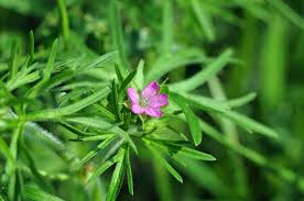 Attēlu rezultāti vaicājumam “Geranium dissectum leaf”