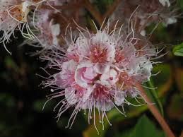 Attēlu rezultāti vaicājumam “Spiraea salicifolia”