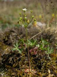 Attēlu rezultāti vaicājumam “Androsace septentrionalis”