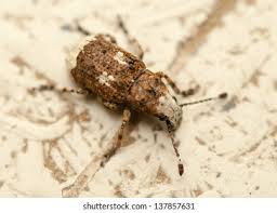 Attēlu rezultāti vaicājumam “Platystomos albinus”