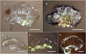 Attēlu rezultāti vaicājumam “Micarea sp.”