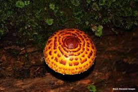 Attēlu rezultāti vaicājumam “Pholiota heteroclita”