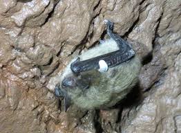 Attēlu rezultāti vaicājumam “Badhamia nitens macro”