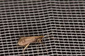 Attēlu rezultāti vaicājumam “Nematopogon sp.”