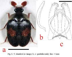 Attēlu rezultāti vaicājumam “Anthrenus sp. imago”