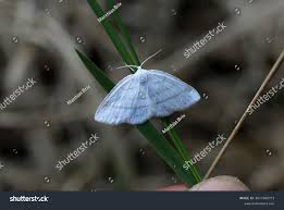 Attēlu rezultāti vaicājumam “Cabera pusaria male”