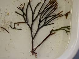 Attēlu rezultāti vaicājumam “Furcellaria lumbricalis”