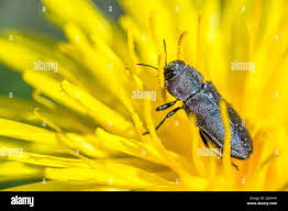 Attēlu rezultāti vaicājumam “Anthaxia quadripunctata”