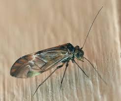 Attēlu rezultāti vaicājumam “Metylophorus nebulosus”